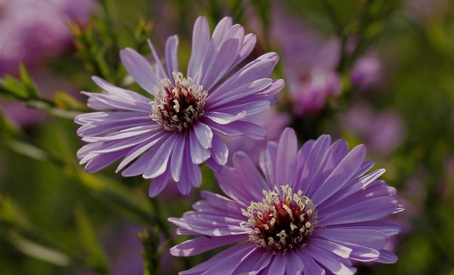 虚伪之花（揭示花语中虚伪的真相）