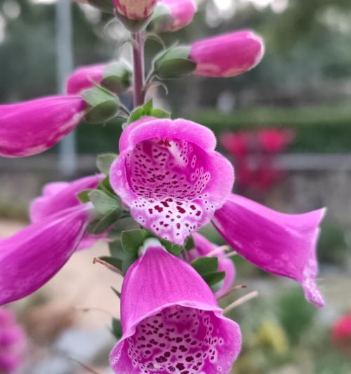 虚伪之花（揭示花语中虚伪的真相）