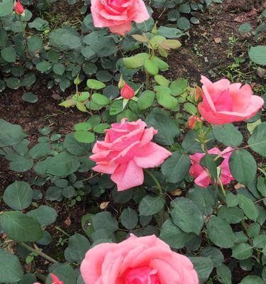 月季花莲花语（花语的秘密与魅力）