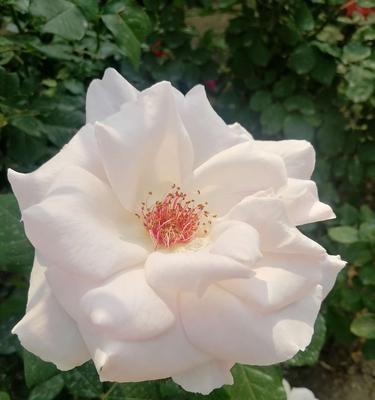 月季花莲花语（花语的秘密与魅力）