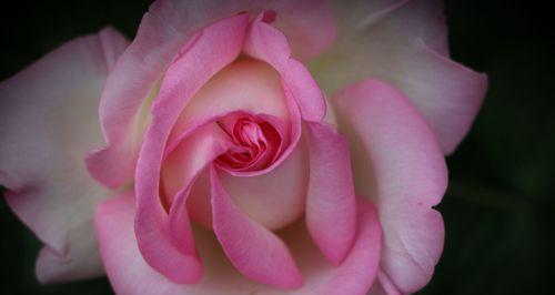 月季花莲花语（花语的秘密与魅力）