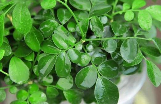 九里香扦插繁殖方法是什么？需要注意哪些事项？