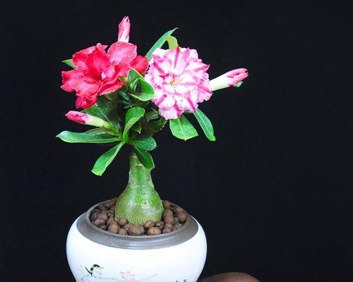 沙漠玫瑰（探寻沙漠玫瑰的奇迹与寓意）