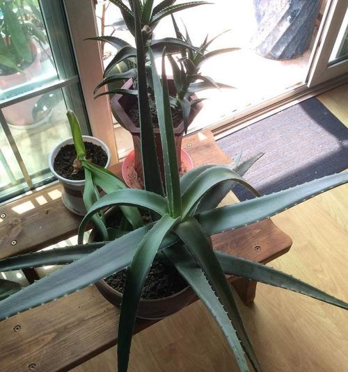 龙舌兰的花语与传说（探秘龙舌兰的神奇之处）