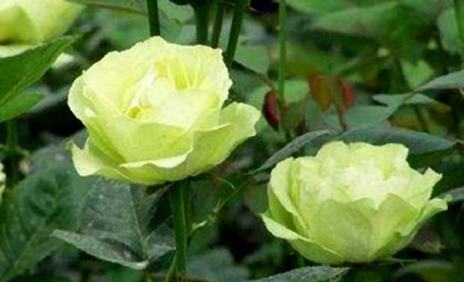 绿玫瑰的意义与象征（探寻绿玫瑰的美丽与神秘）