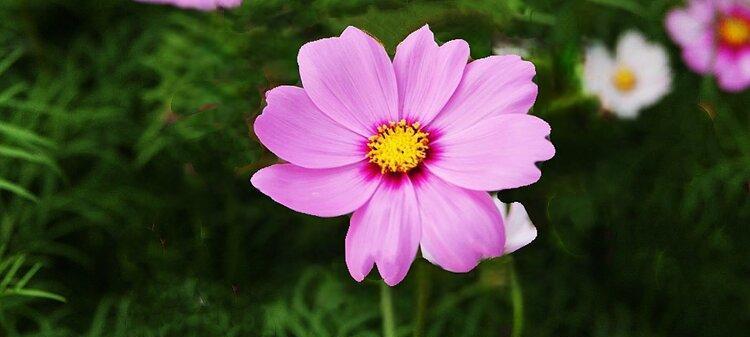 以向日葵为主题的花语——快乐之花（阳光、希望与快乐的象征）