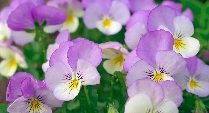 以向日葵为主题的花语——快乐之花（阳光、希望与快乐的象征）