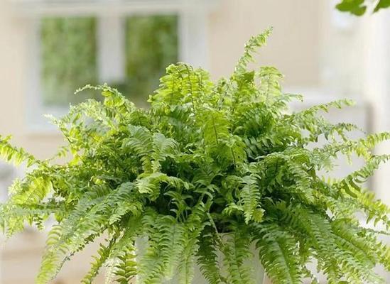 友情长久——以康乃馨代表友谊的花语（康乃馨花语传递着友情的长久与珍贵）