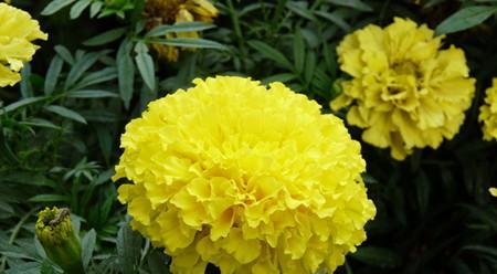 万寿菊的花语和寓意（探寻万寿菊的花语及寓意与人生的关联）