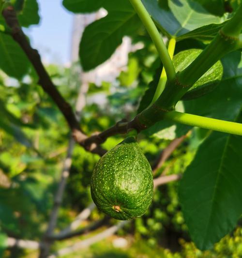 无花果不长叶子怎么办？如何解决无花果生长问题？
