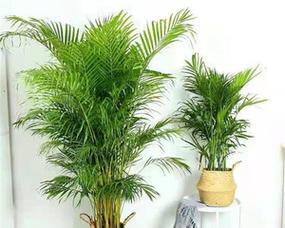 夏威夷家庭养法有哪些常见问题？如何解决？