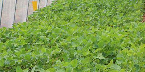 毛豆播种的最佳时机是什么时候？如何确保高产？