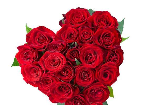 11朵玫瑰花的寓意（探寻玫瑰花背后的心意）