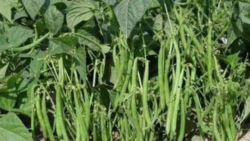 四季豆浇水频率是多少？如何正确浇水以保证生长？