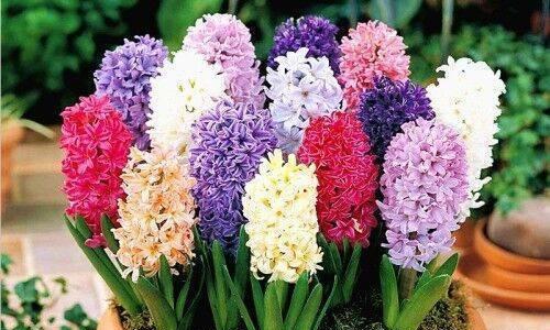 风信子的内在象征意义（呼唤春天的芬芳）