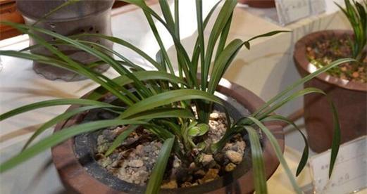 兰花适合室内养吗？室内养护兰花的注意事项有哪些？