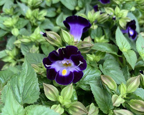 夏堇是多年生植物吗？如何区分夏堇和一年生植物？