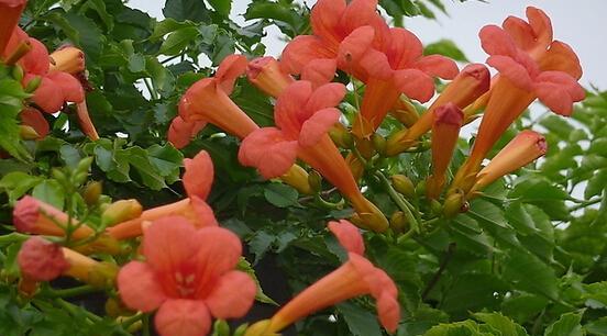 凌霄花的颜色有哪些？常见品种颜色特点解析？