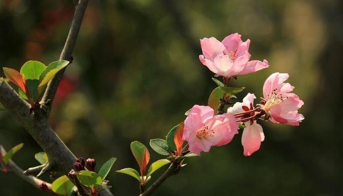 海棠花的象征意义与风水影响(深入解读海棠花的神秘魅力)