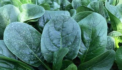 菠菜多久浇一次水？如何正确管理菠菜的水分需求？