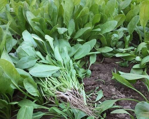 菠菜多久浇一次水？如何正确管理菠菜的水分需求？