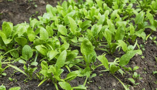 菠菜多久浇一次水？如何正确管理菠菜的水分需求？