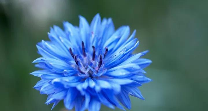 蓝色矢车菊的花语之美（探寻蓝色矢车菊的花语和意义）