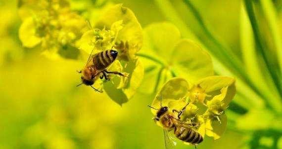 植物中的无私奉献（以象征无私奉献的植物为主题的探索）
