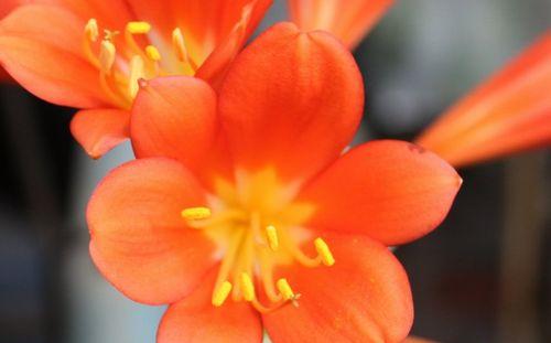 君子兰开花之美——两次花开的寓意（君子兰绽放两次）