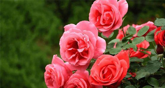 玫瑰花的颜色和象征意义（了解玫瑰花不同颜色的含义与象征）