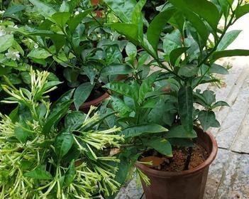 夜来香播种的最佳时间是什么时候？播种后需要注意哪些问题？