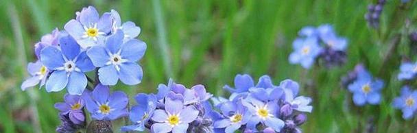 不同颜色勿忘我花语（用五彩斑斓的勿忘我）