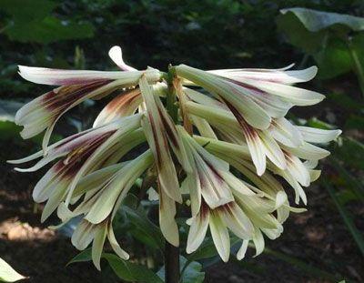 北方种植百合的可行性及注意事项是什么？