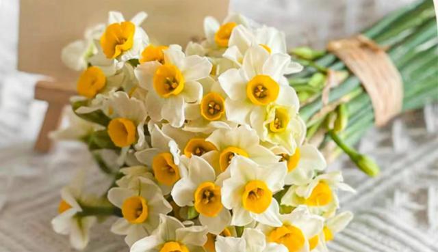 水仙花的花语及寓意（深入探究水仙花的花语）