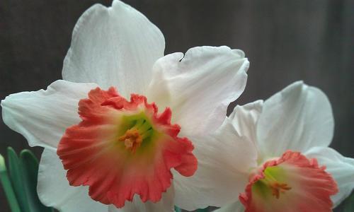 水仙花的花语及寓意（深入探究水仙花的花语）