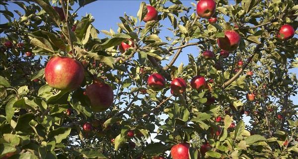 苹果树什么时候剪枝最合适？剪枝的最佳时间是什么时候？