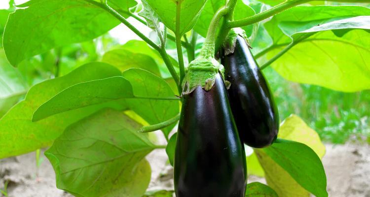 如何挑选好吃的茄子？挑选茄子的技巧有哪些？