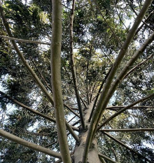 香樟冬天怎么浇水？冬季养护香樟的正确方法是什么？