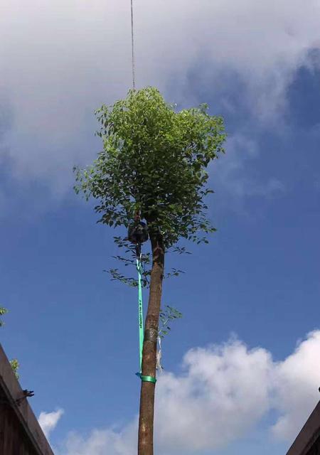 香樟冬天怎么浇水?冬季养护香樟的正确方法是什么? 香樟冬天怎么浇水?冬季养护香樟的正确方法是什么?