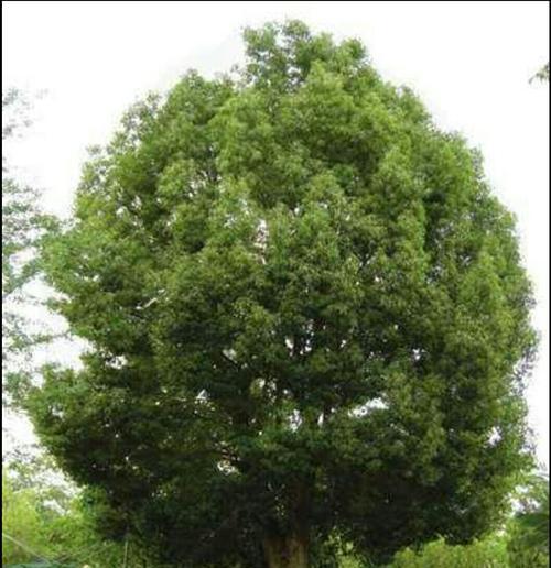 香樟冬天怎么浇水?冬季养护香樟的正确方法是什么? 香樟冬天怎么浇水?冬季养护香樟的正确方法是什么?