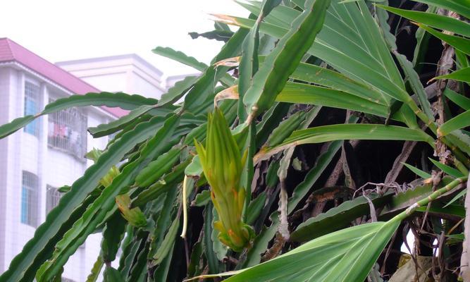 霸王花是什么植物？霸王花的特性及其用途有哪些？