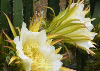 霸王花是什么植物？霸王花的特性及其用途有哪些？