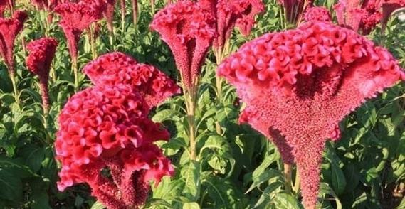 鸡冠花（花开如锦）