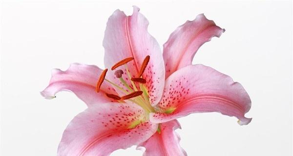 粉色百合花的花语与寓意（探究粉色百合花的象征与意义）