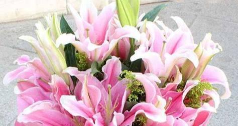 粉色百合花的花语与寓意(探究粉色百合花的象征与意义) 粉色百合花的花语与寓意(探究粉色百合花的象征与意义)