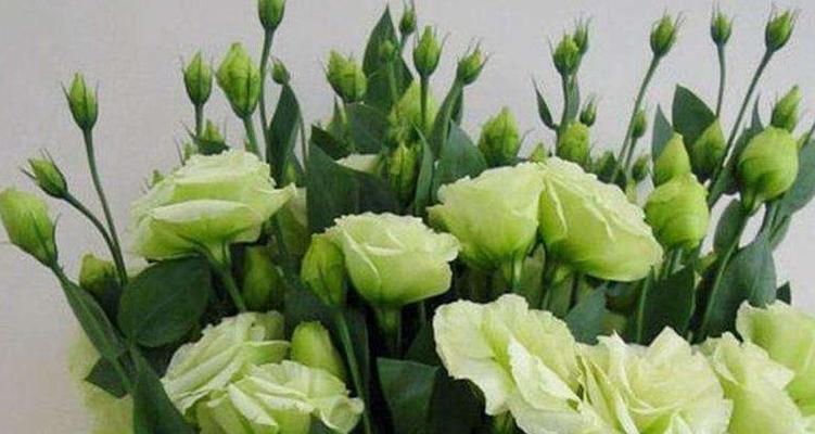 洋桔梗的寓意与象征意义（探究洋桔梗花的意义与象征）