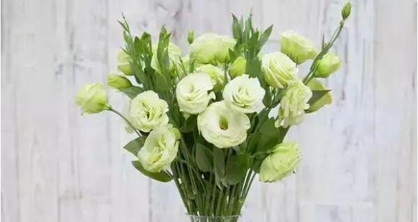 洋桔梗的寓意与象征意义（探究洋桔梗花的意义与象征）