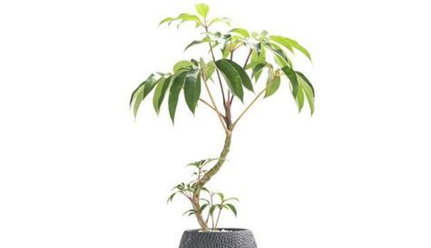 大叶伞怎么养?养殖过程中应该注意哪些问题?_花植网