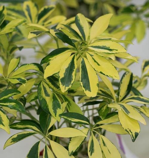大叶伞怎么养?养殖过程中应该注意哪些问题?_花植网