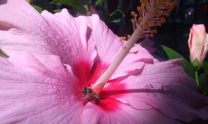 扶桑花的寓意与象征意义(喻示坚强和希望的生命之花)